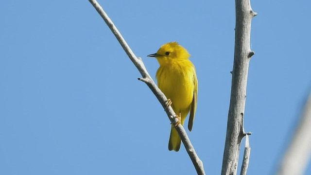 Yellow Warbler - ML583227641