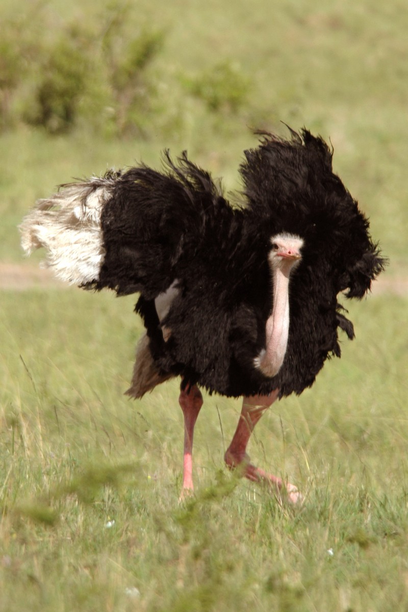 Common Ostrich - ML583228671