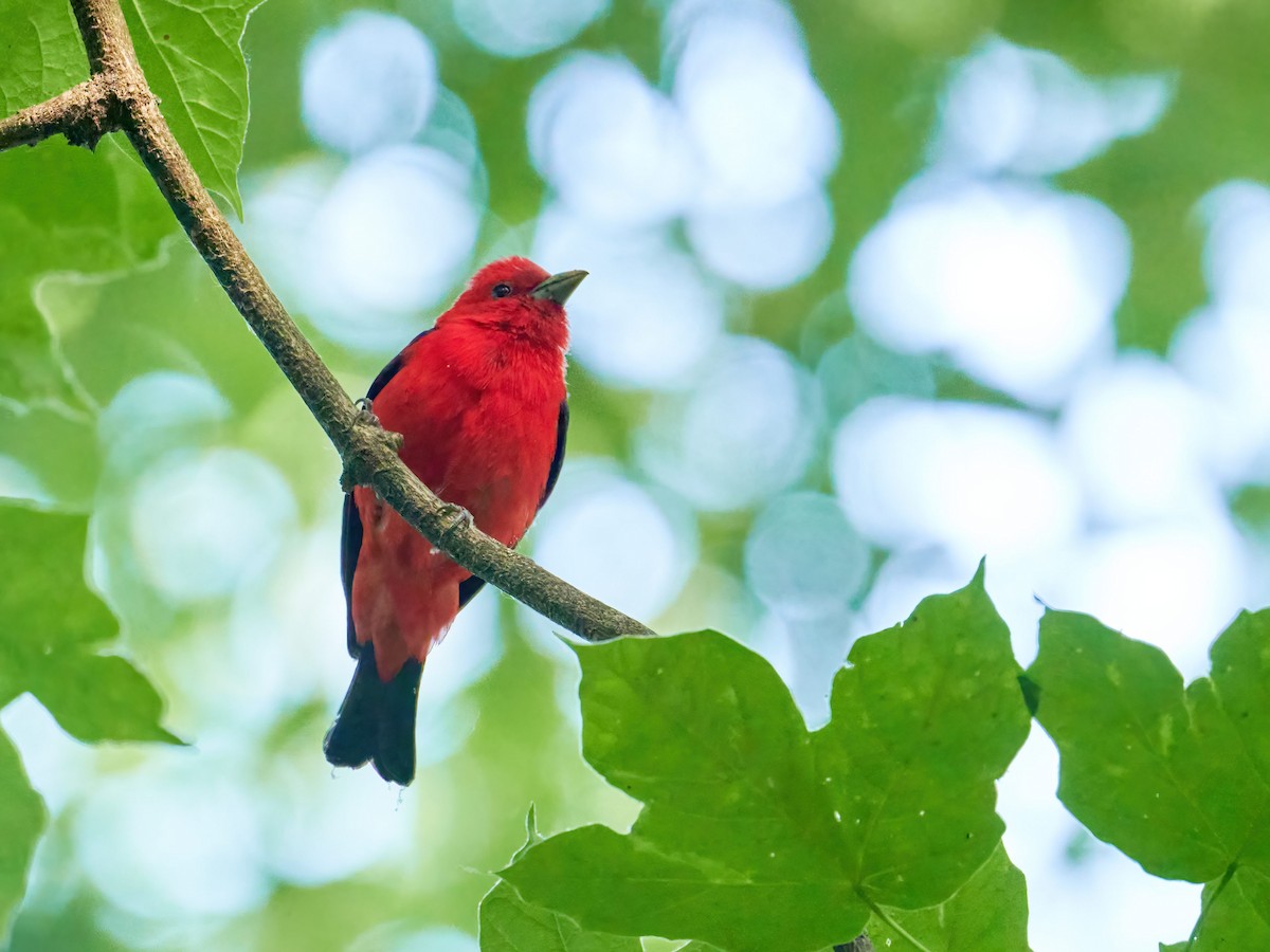 Scarlet Tanager - ML583229581