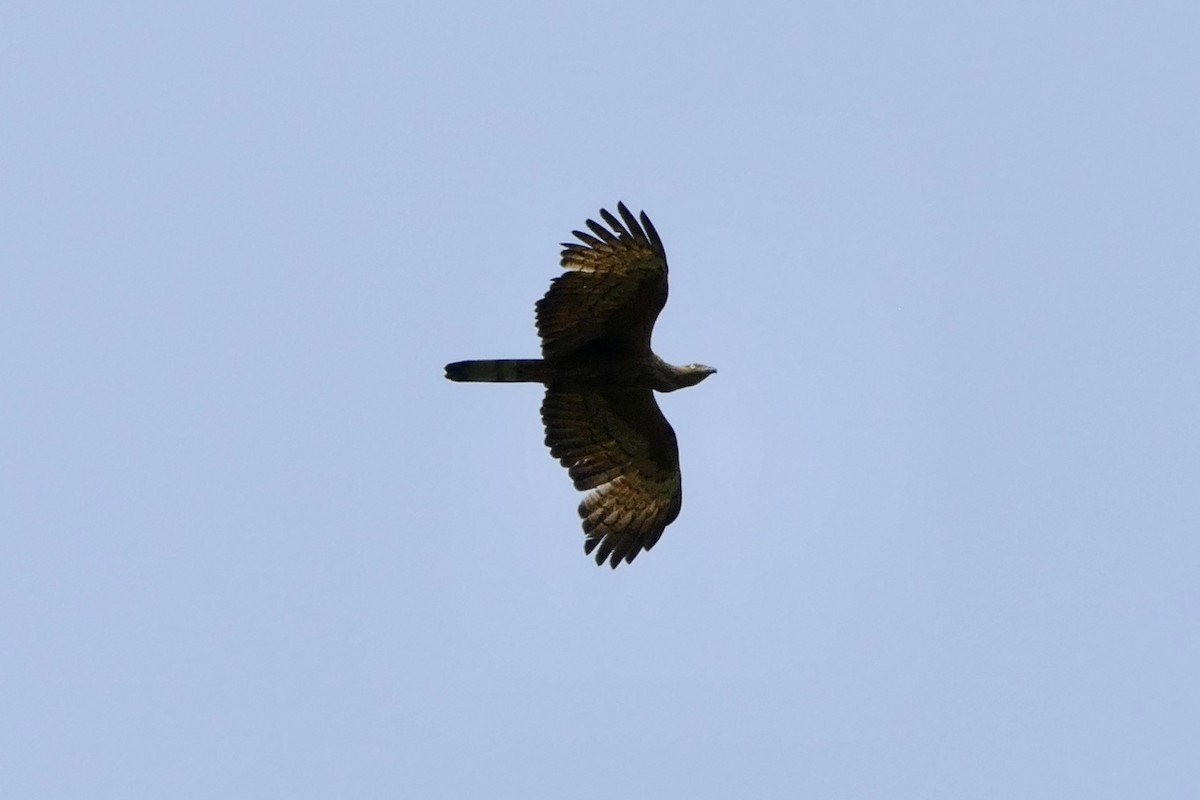 Oriental Honey-buzzard (Indomalayan) - ML583230511