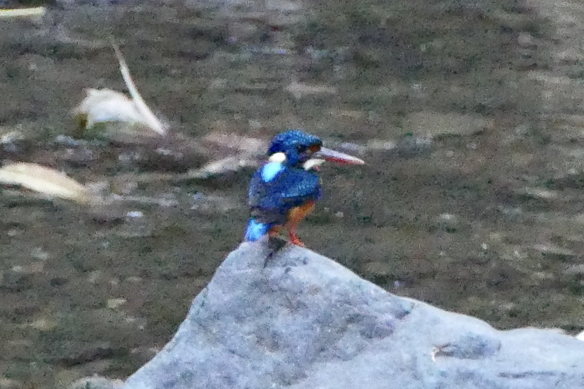 Indigo-banded Kingfisher (Northern) - ML583233061