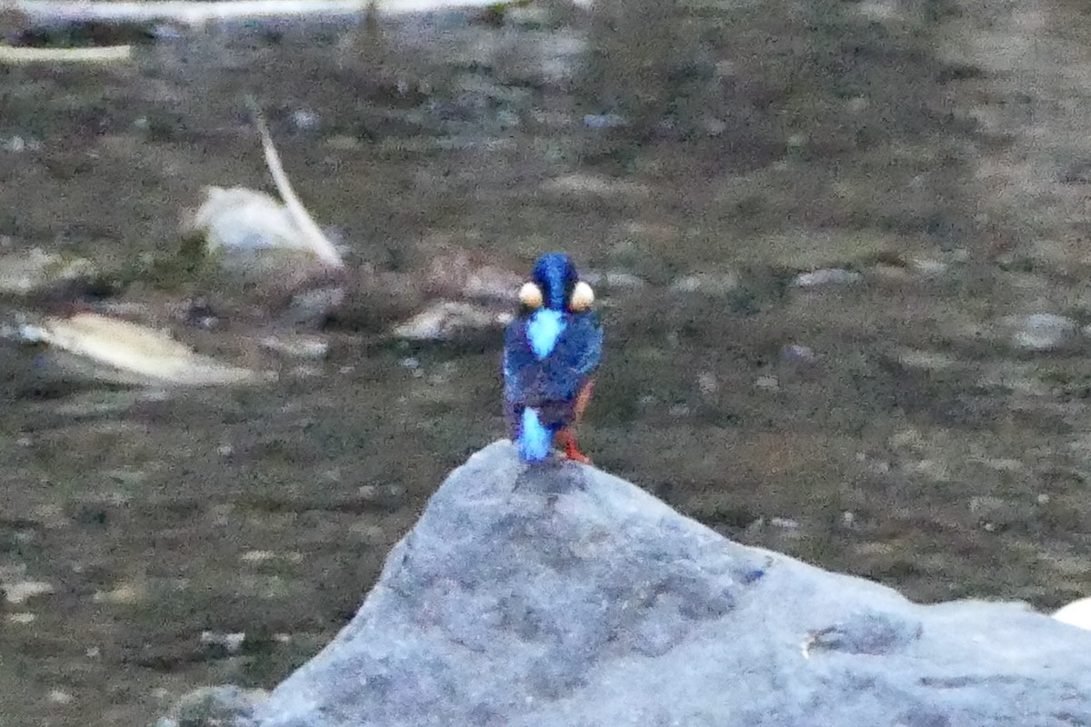 Indigo-banded Kingfisher (Northern) - ML583233071