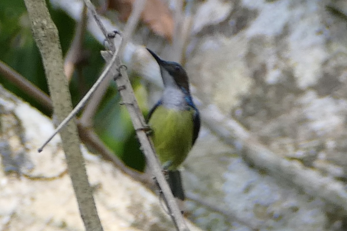 Gray-throated Sunbird - ML583233951