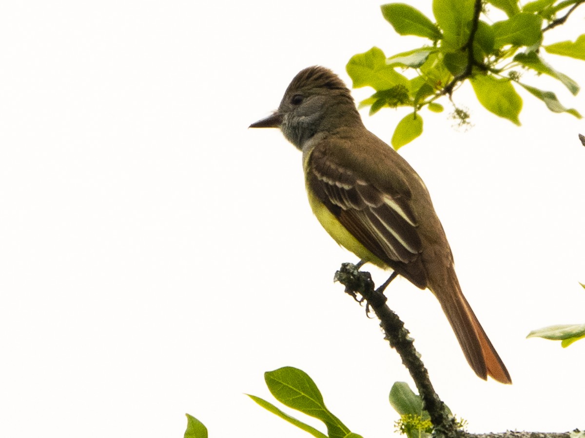 Great Crested Flycatcher - ML583234841