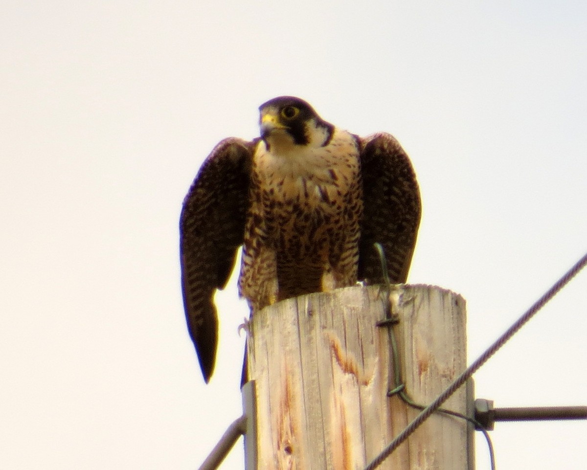 Peregrine Falcon - Pam Campbell
