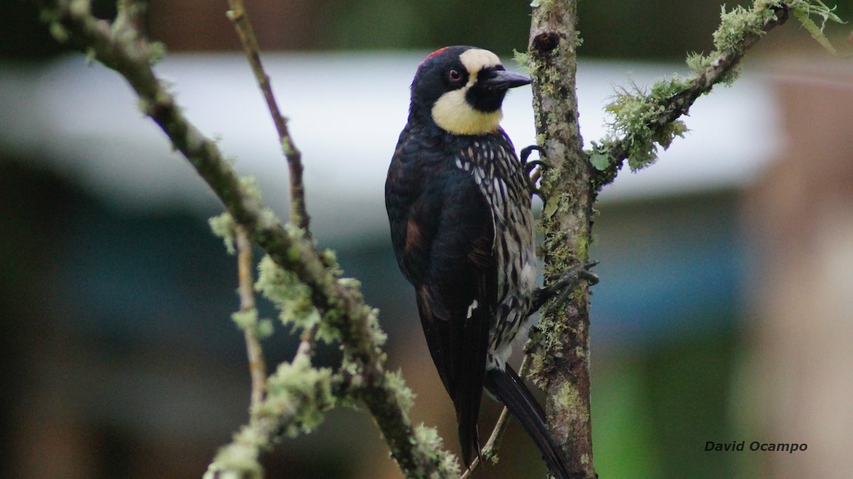 Acorn Woodpecker - ML58323841