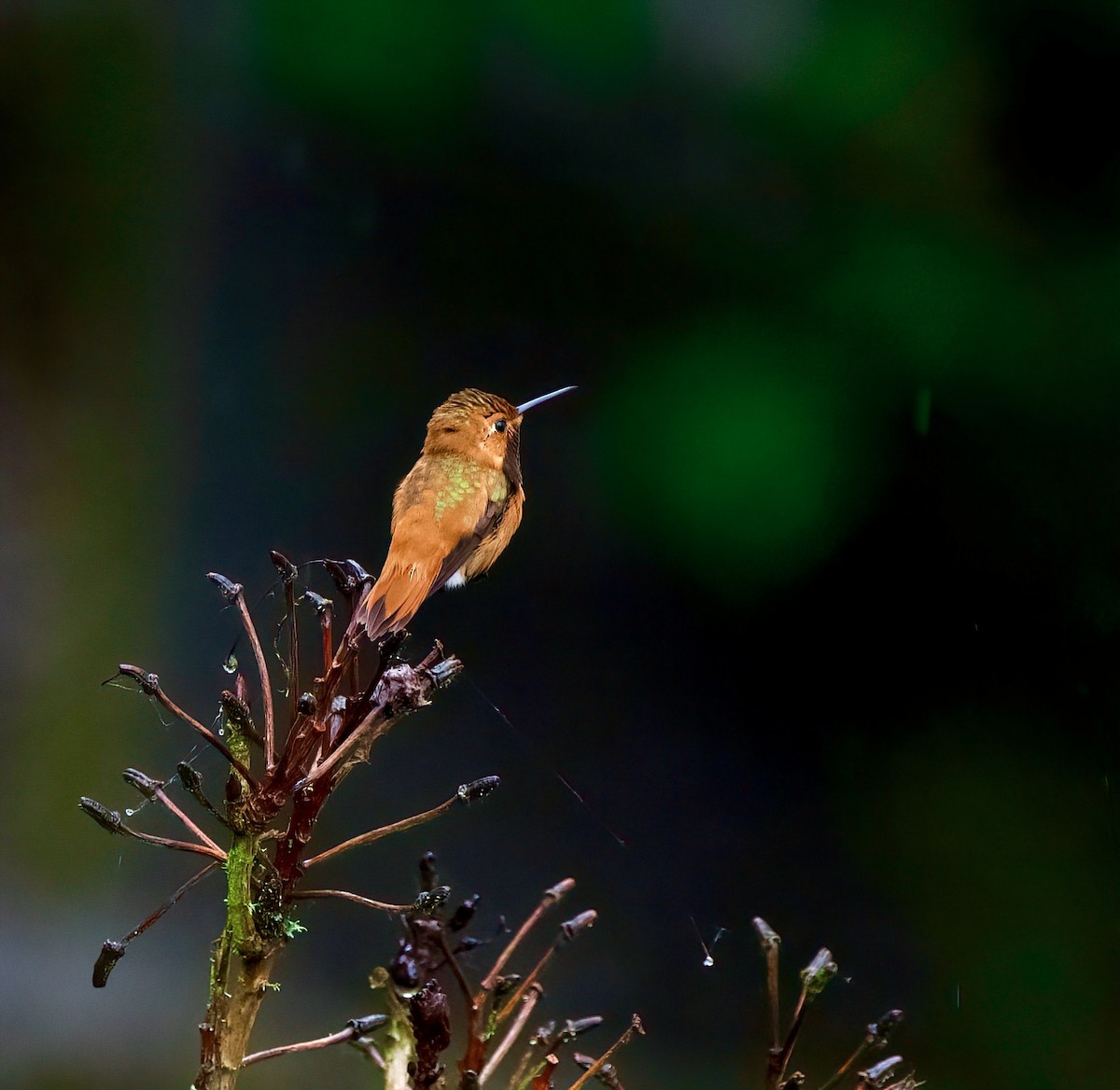 Rufous Hummingbird - ML583240041
