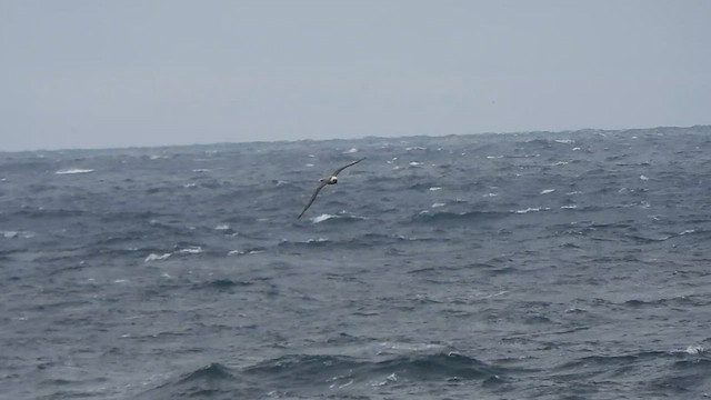 Albatros fuligineux - ML583242721