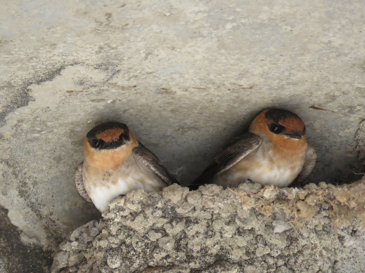 Cave Swallow - Kent Fiala