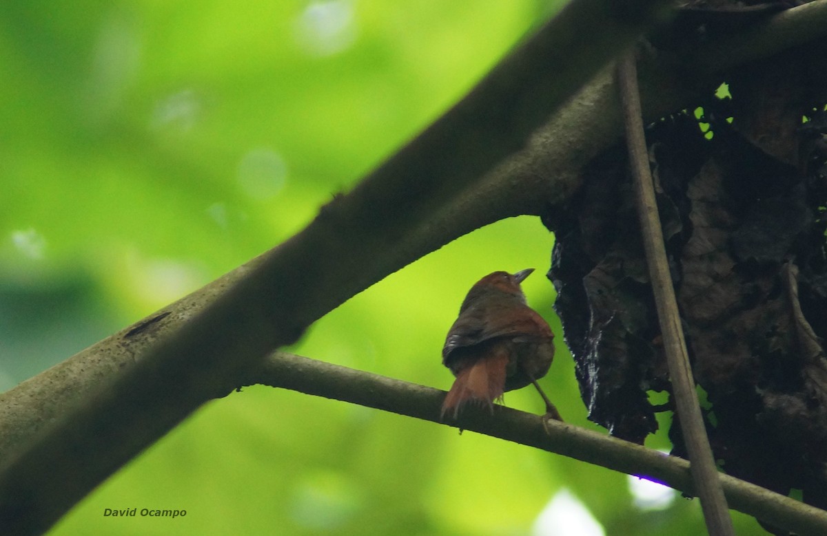 Red-faced Spinetail - ML58324621