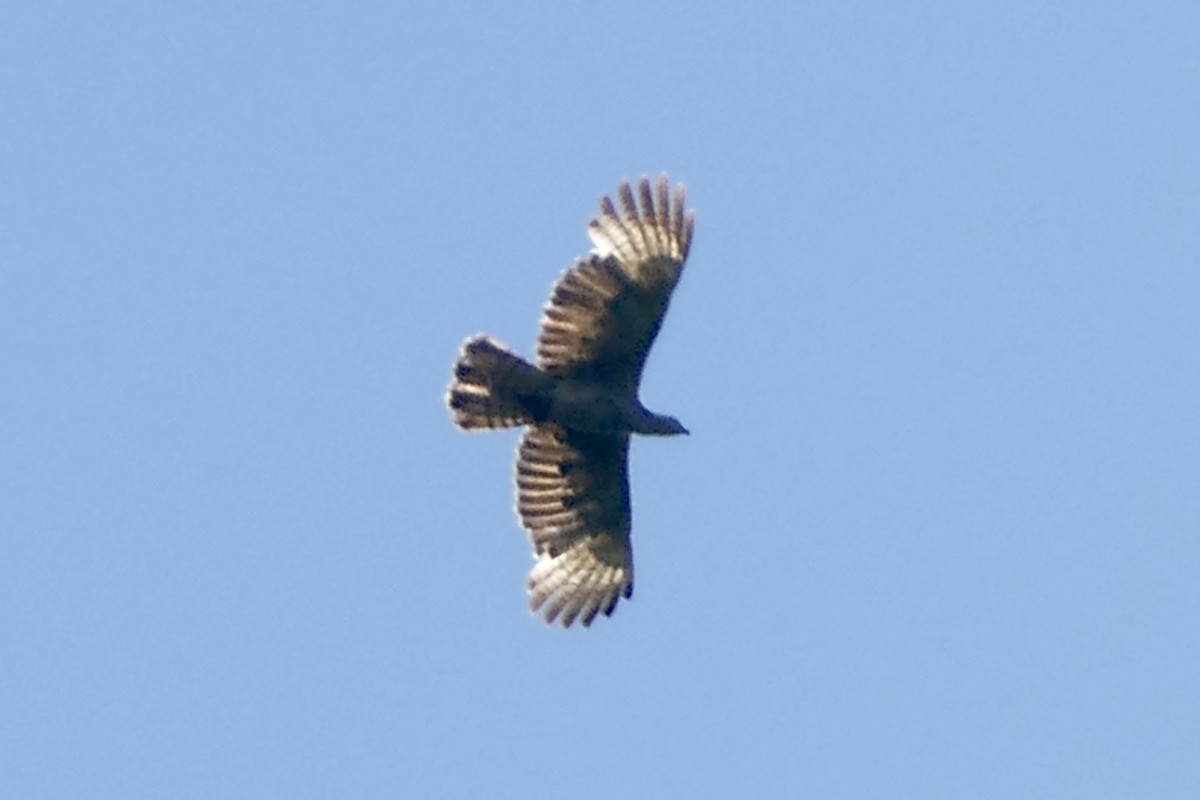 Oriental Honey-buzzard (Indomalayan) - ML583248431