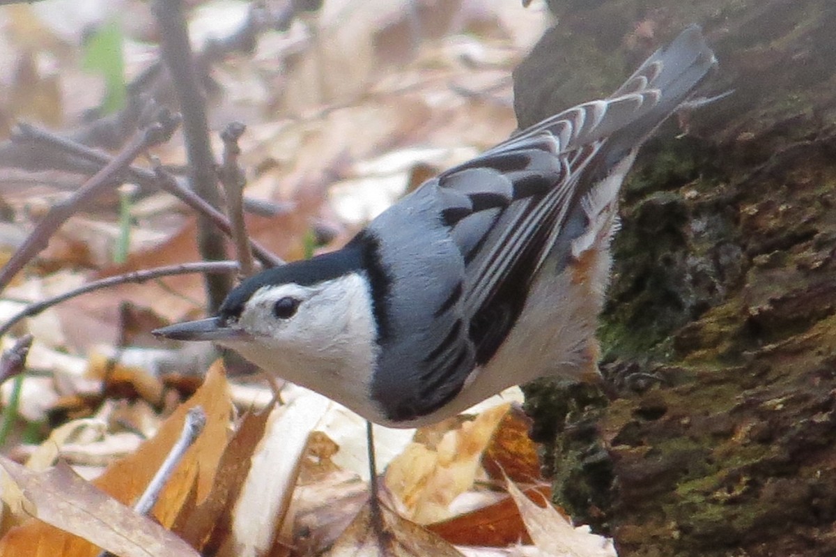 White-breasted Nuthatch - Gretchen Shea
