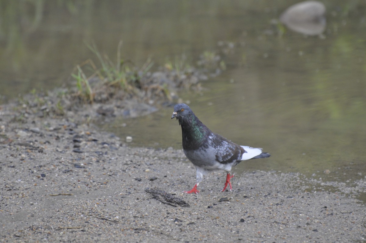 Rock Pigeon (Feral Pigeon) - ML58325001
