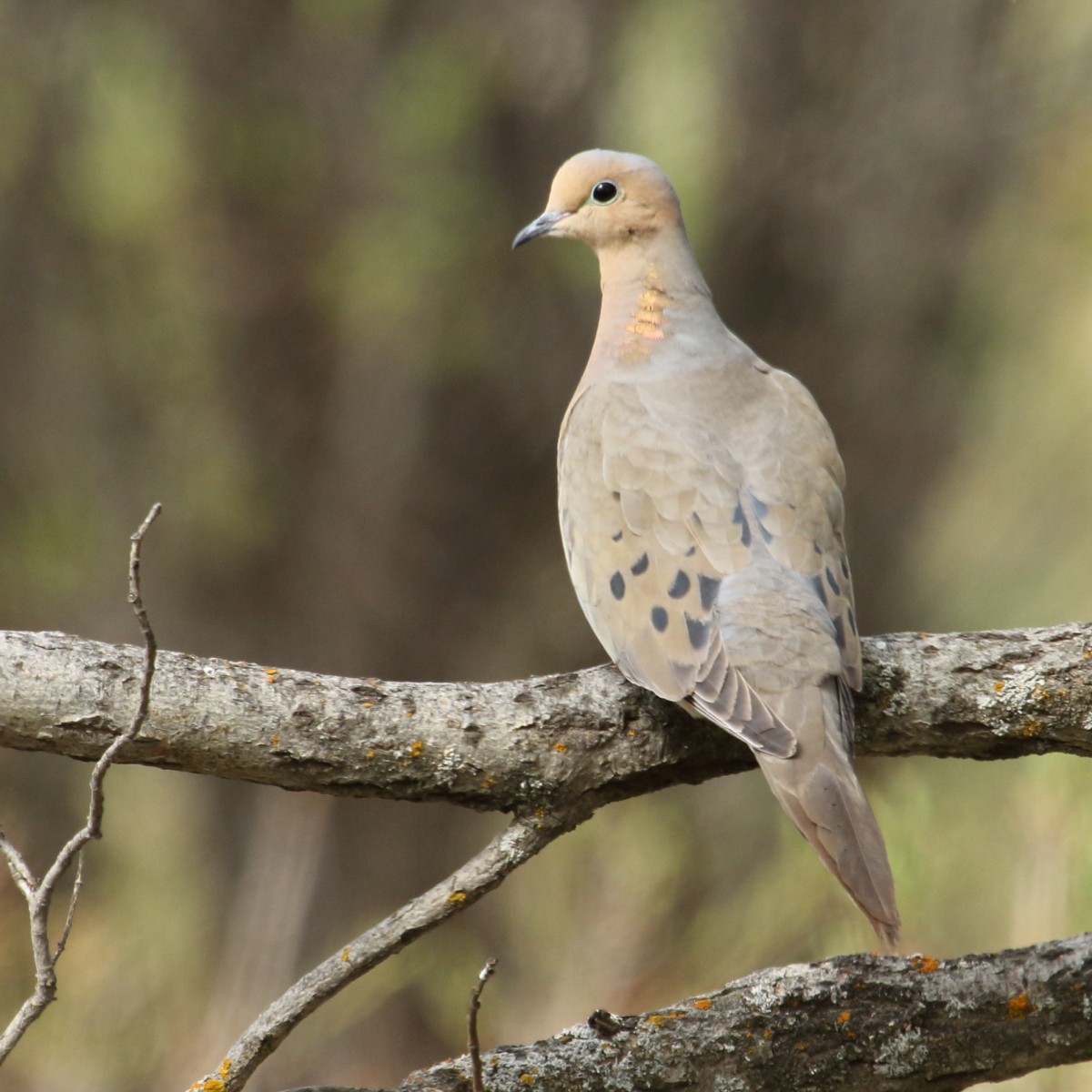 Mourning Dove - gord smith
