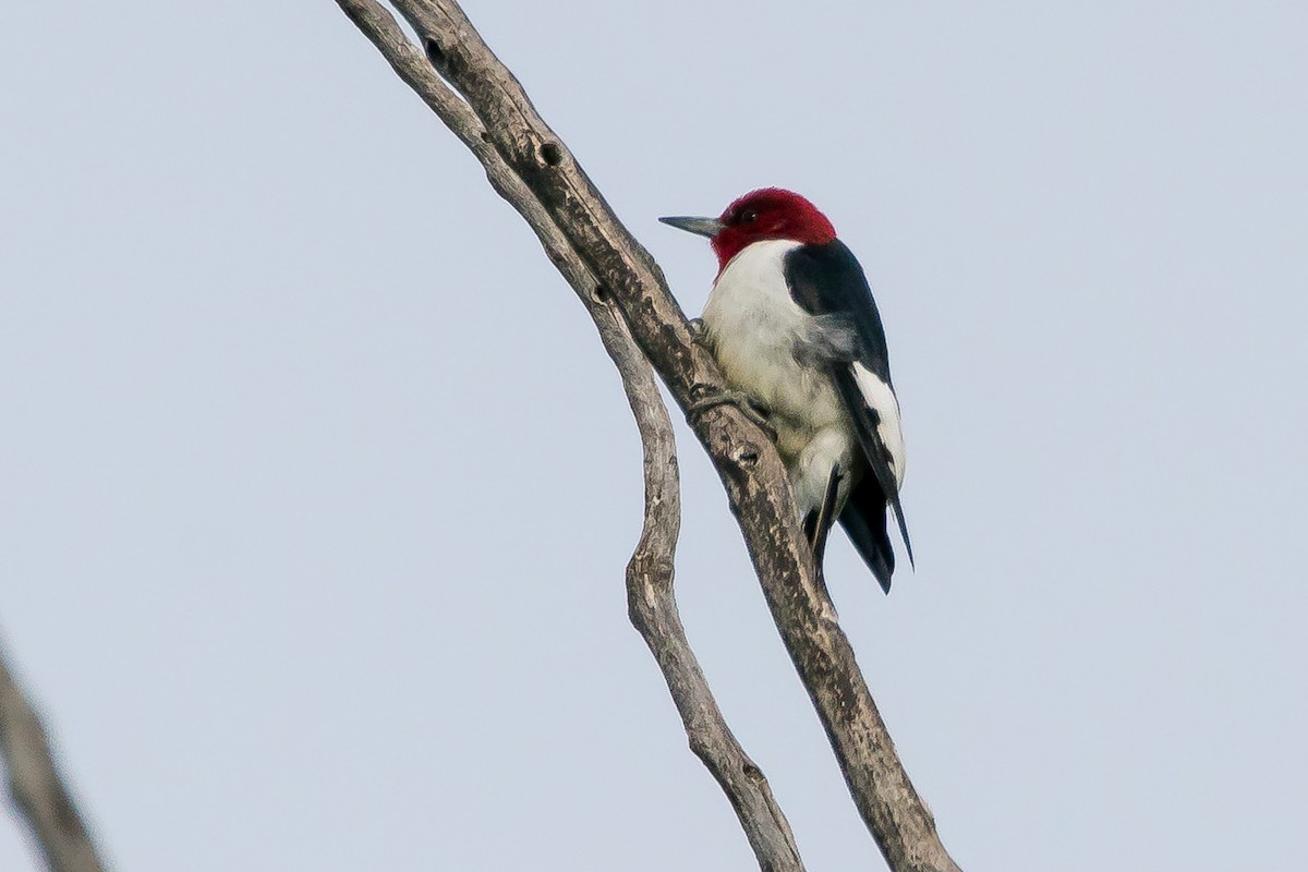 Red-headed Woodpecker - ML58325611