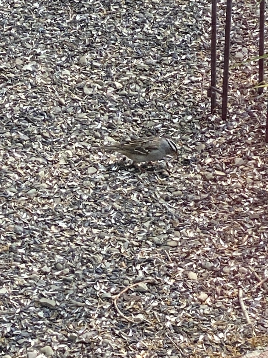 New York Breeding Bird Atlas Checklist 10 Jun 2023 301 Park St