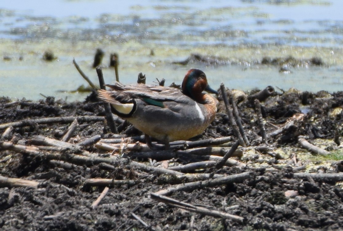 Green-winged Teal - ML583266831