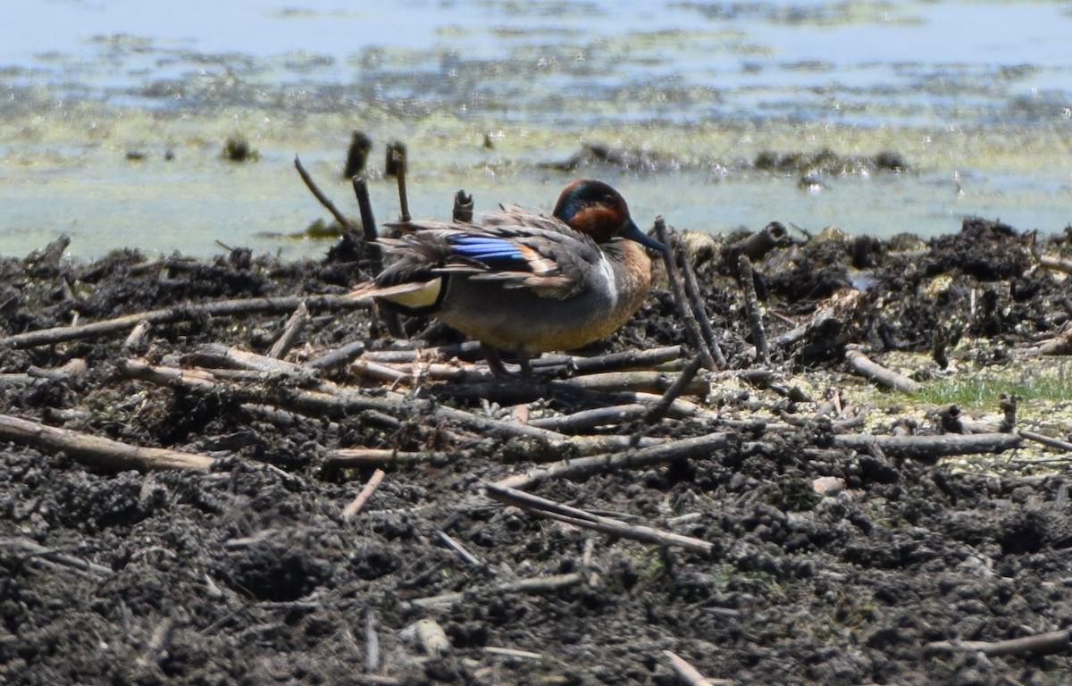 Green-winged Teal - ML583266841