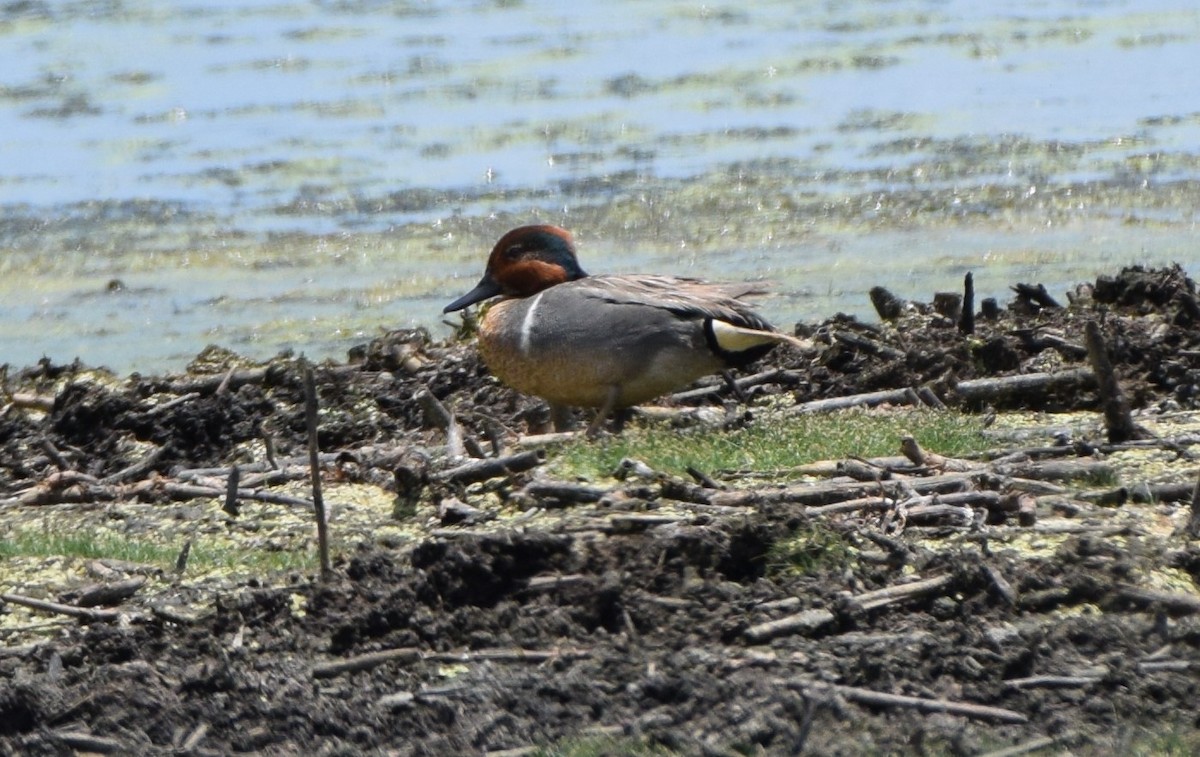 Green-winged Teal - ML583266861