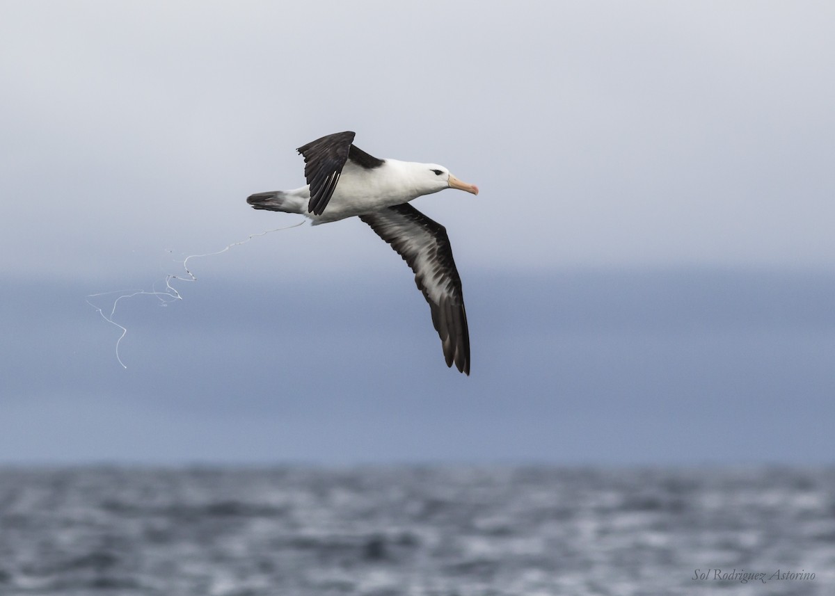 Albatros à sourcils noirs - ML58326701