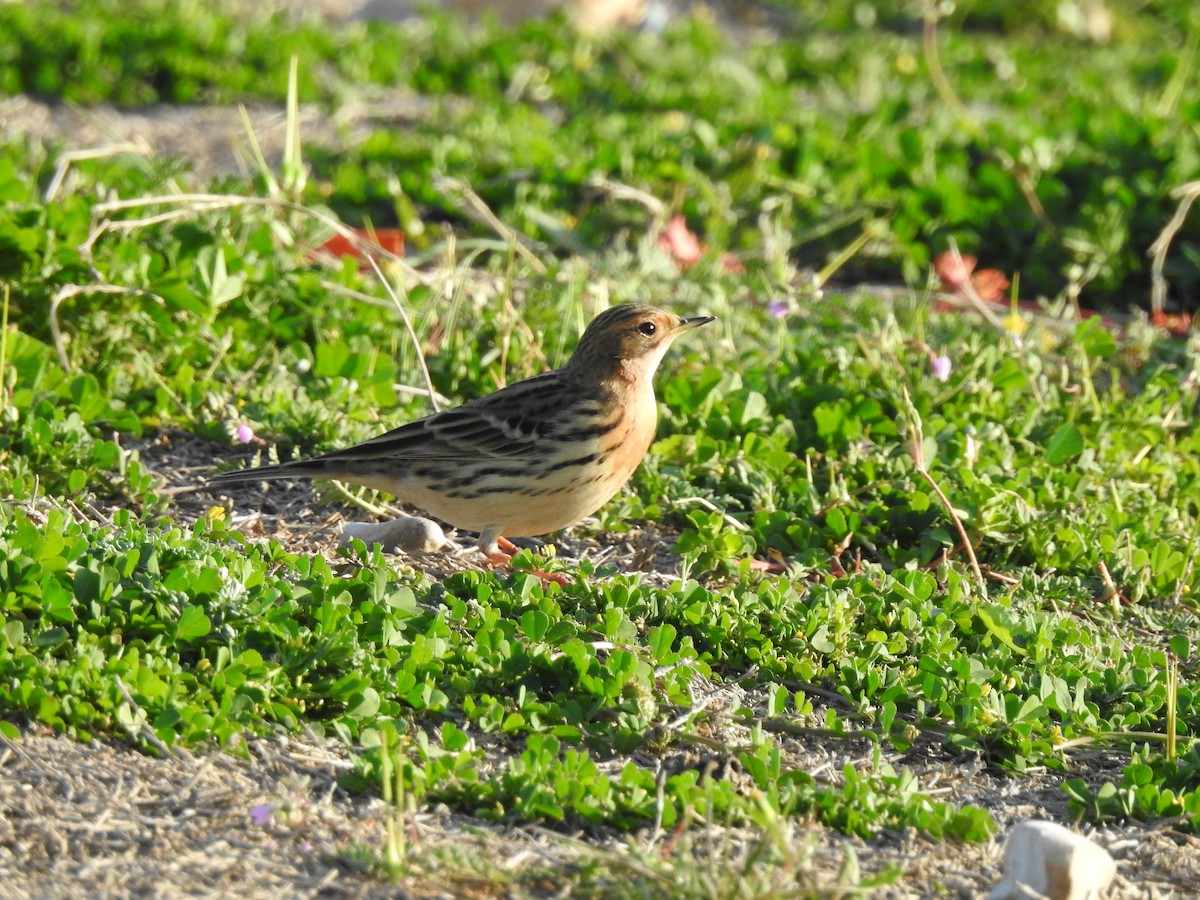 Red-throated Pipit - ML583270371