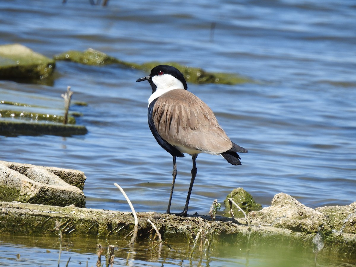 Spur-winged Lapwing - ML583272701