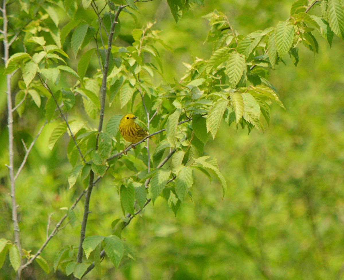 Yellow Warbler - ML583273991