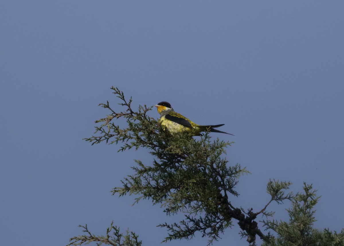 Swallow-tailed Cotinga (Swallow-tailed) - ML583280251