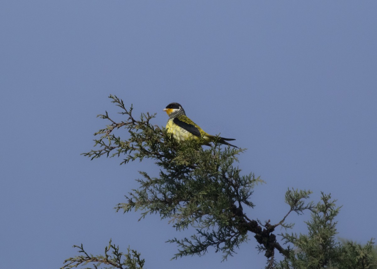 Swallow-tailed Cotinga (Swallow-tailed) - ML583280261