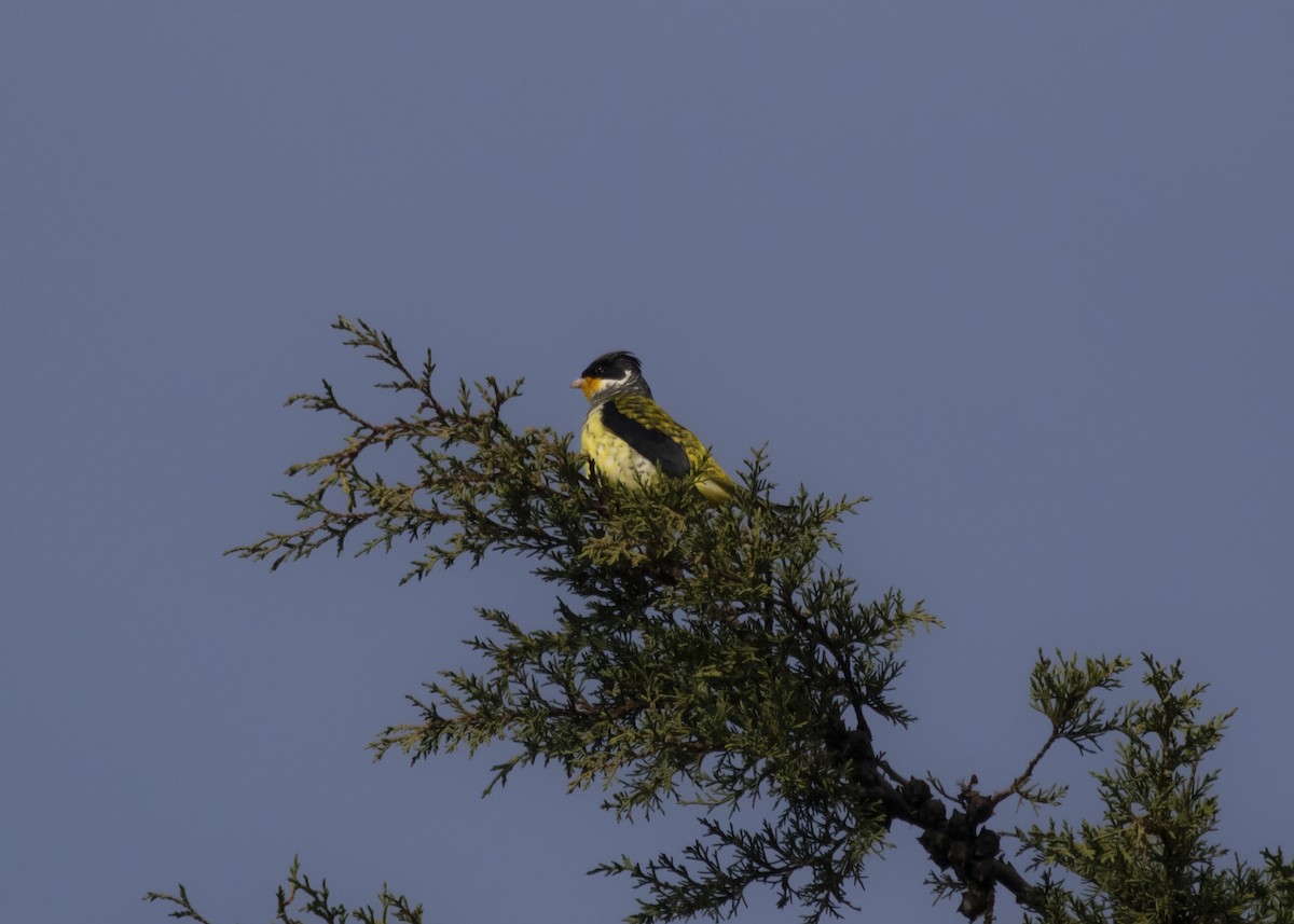 Swallow-tailed Cotinga (Swallow-tailed) - ML583280341