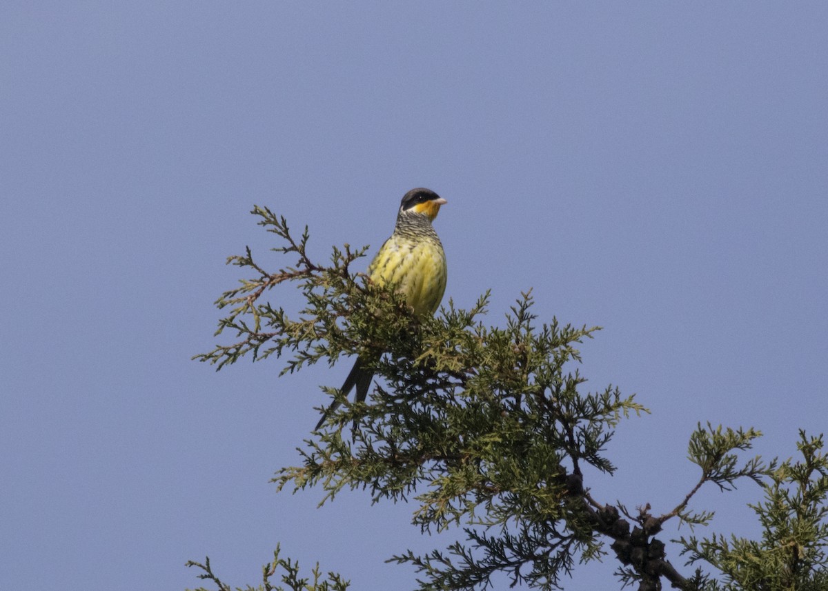 Swallow-tailed Cotinga (Swallow-tailed) - ML583280531