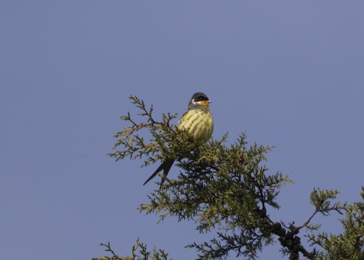 Swallow-tailed Cotinga (Swallow-tailed) - ML583280541