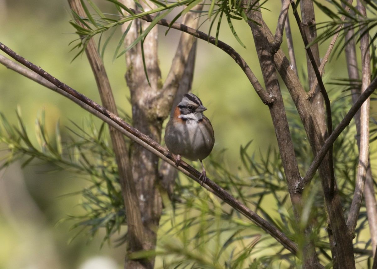 Rufous-collared Sparrow (Rufous-collared) - ML583280621