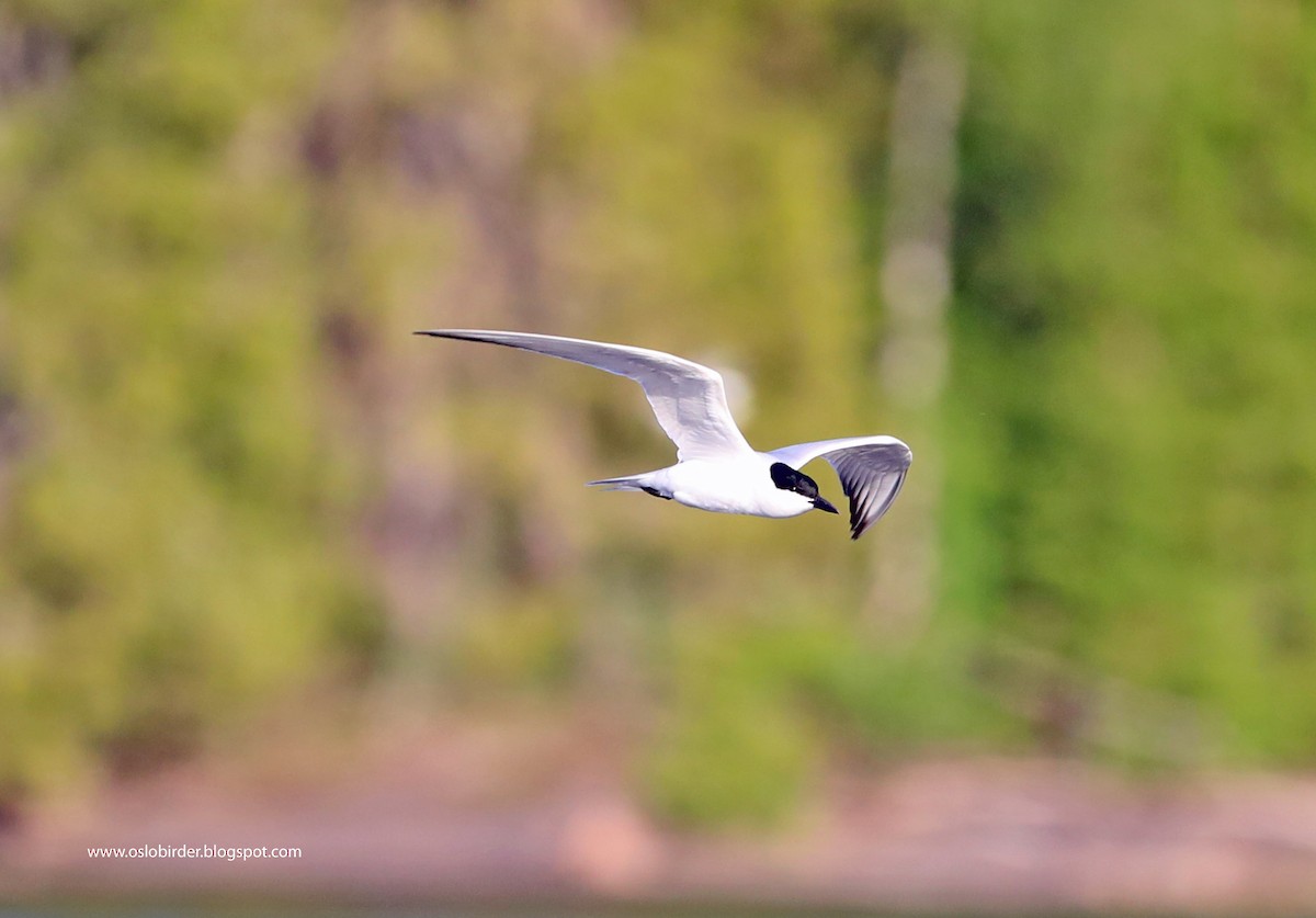 Gull-billed Tern - Simon Rix