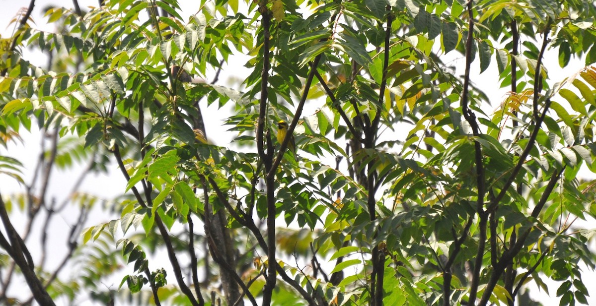Lawrence's Warbler (hybrid) - ML583292001