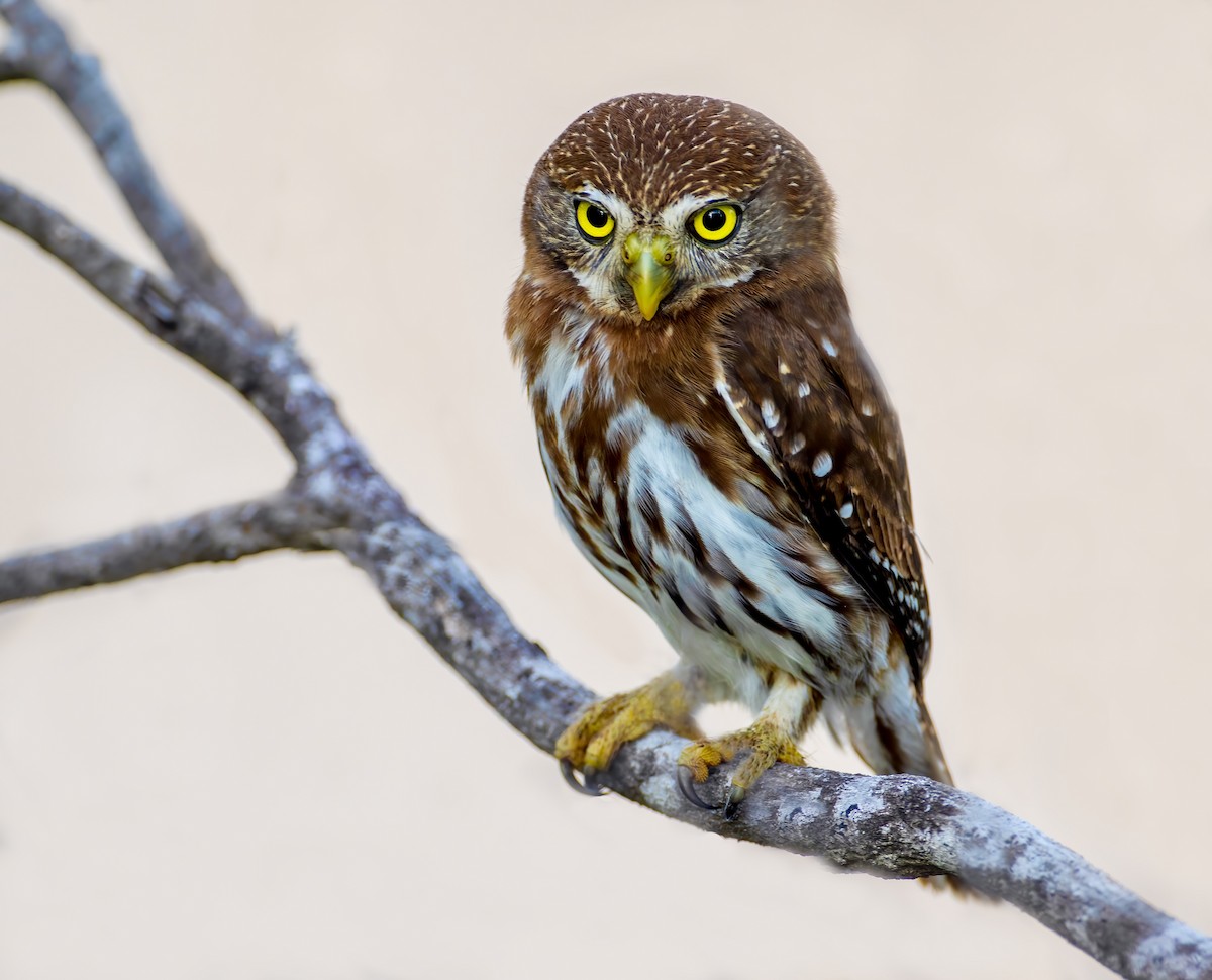 Ferruginous Pygmy-Owl - Jason Fehon