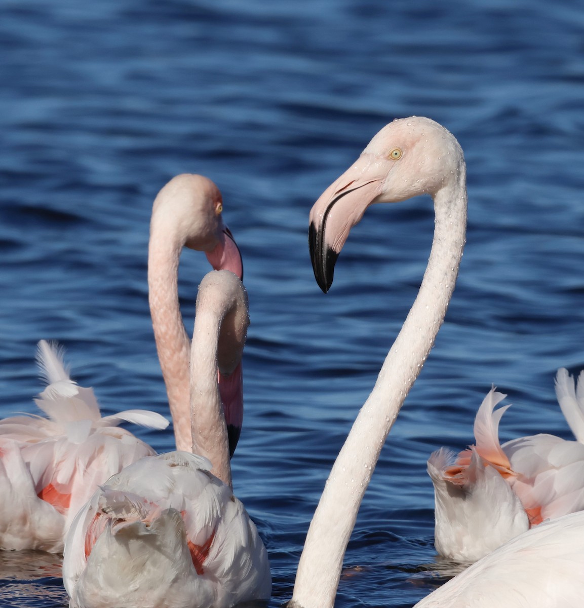 Greater Flamingo - ML583294451