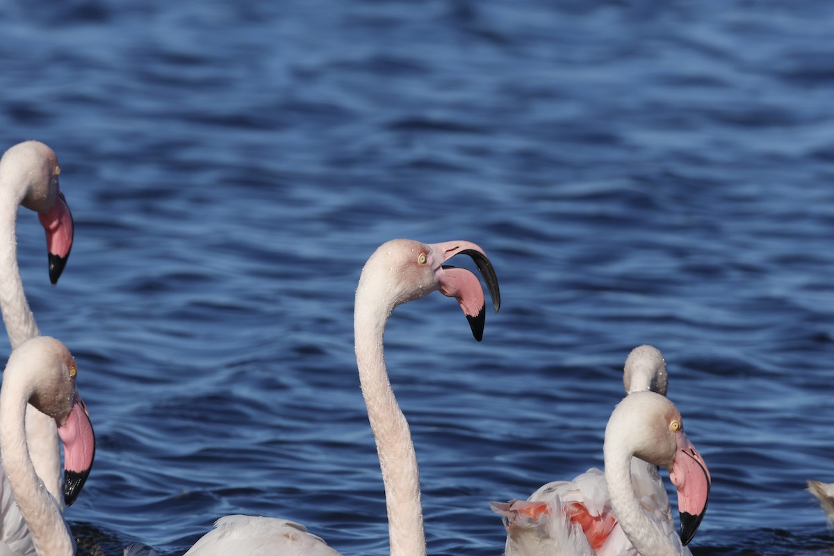 Greater Flamingo - ML583294461
