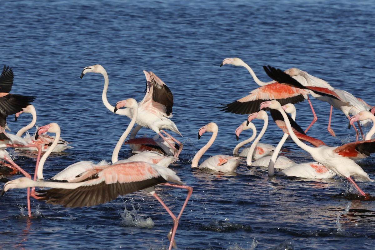Greater Flamingo - ML583294471