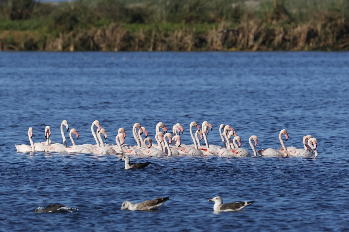 Greater Flamingo - ML583294481