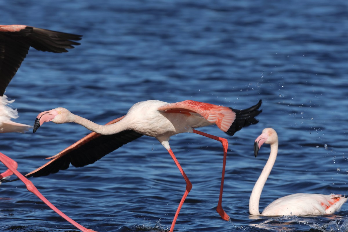 Greater Flamingo - ML583294491