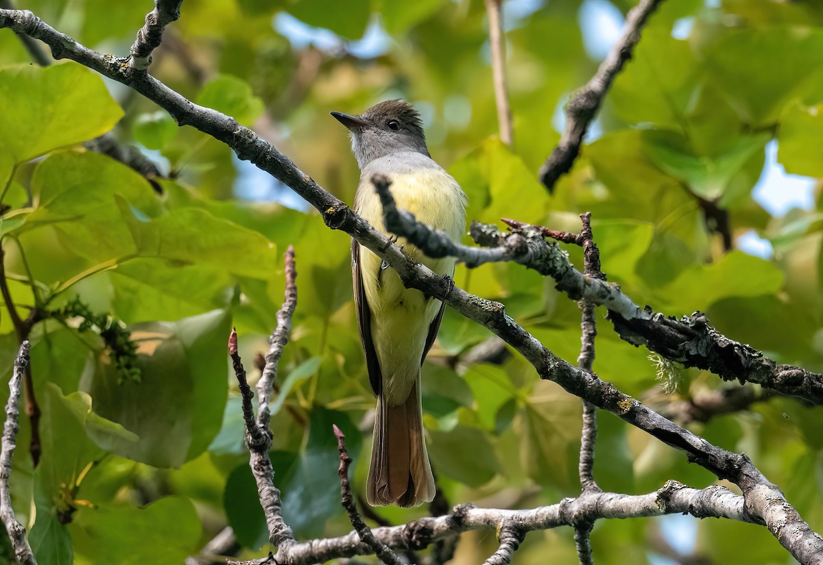 Great Crested Flycatcher - ML583295911