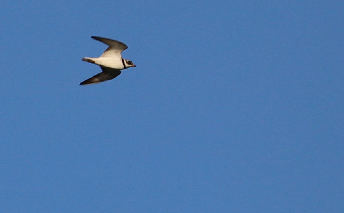 Semipalmated Plover - ML583302521
