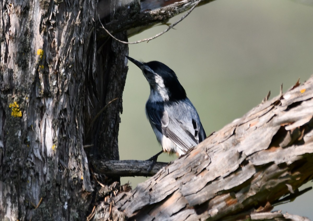 White-breasted Nuthatch - ML583307591