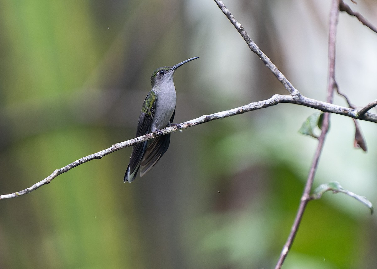 Gray-breasted Sabrewing - ML583309021