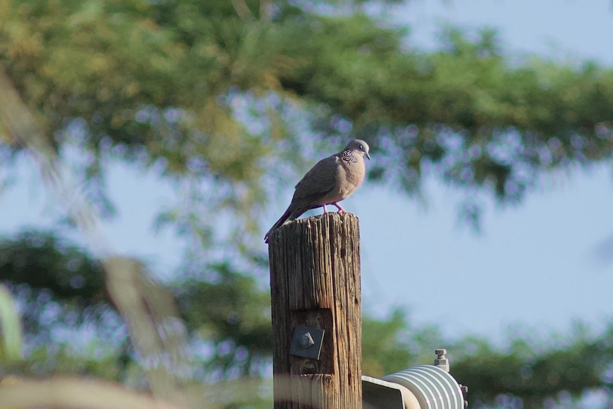 Spotted Dove - ML583309971
