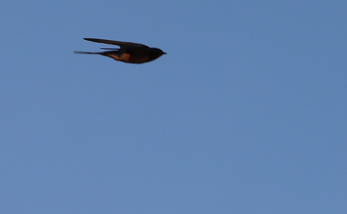 Barn Swallow (American) - ML583310081