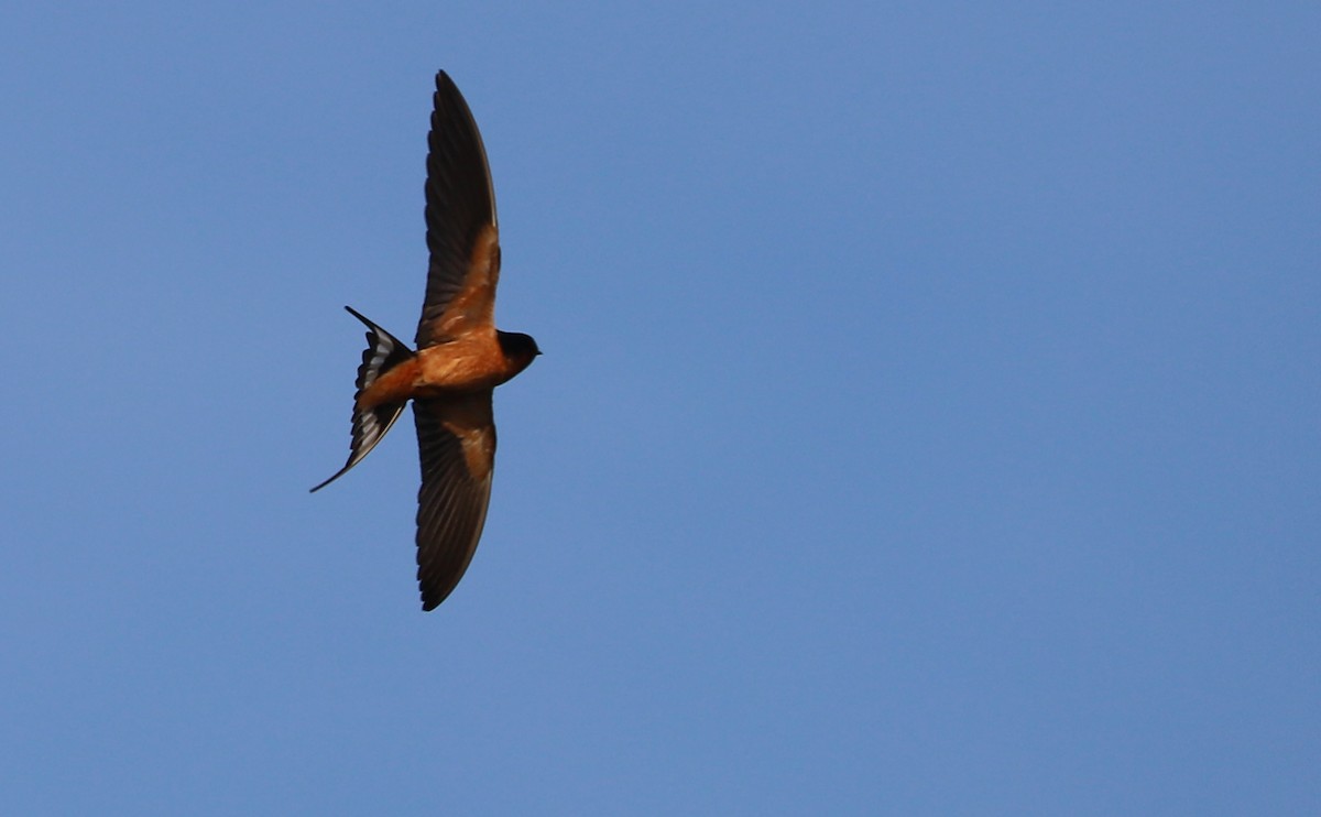 Barn Swallow (American) - ML583310141