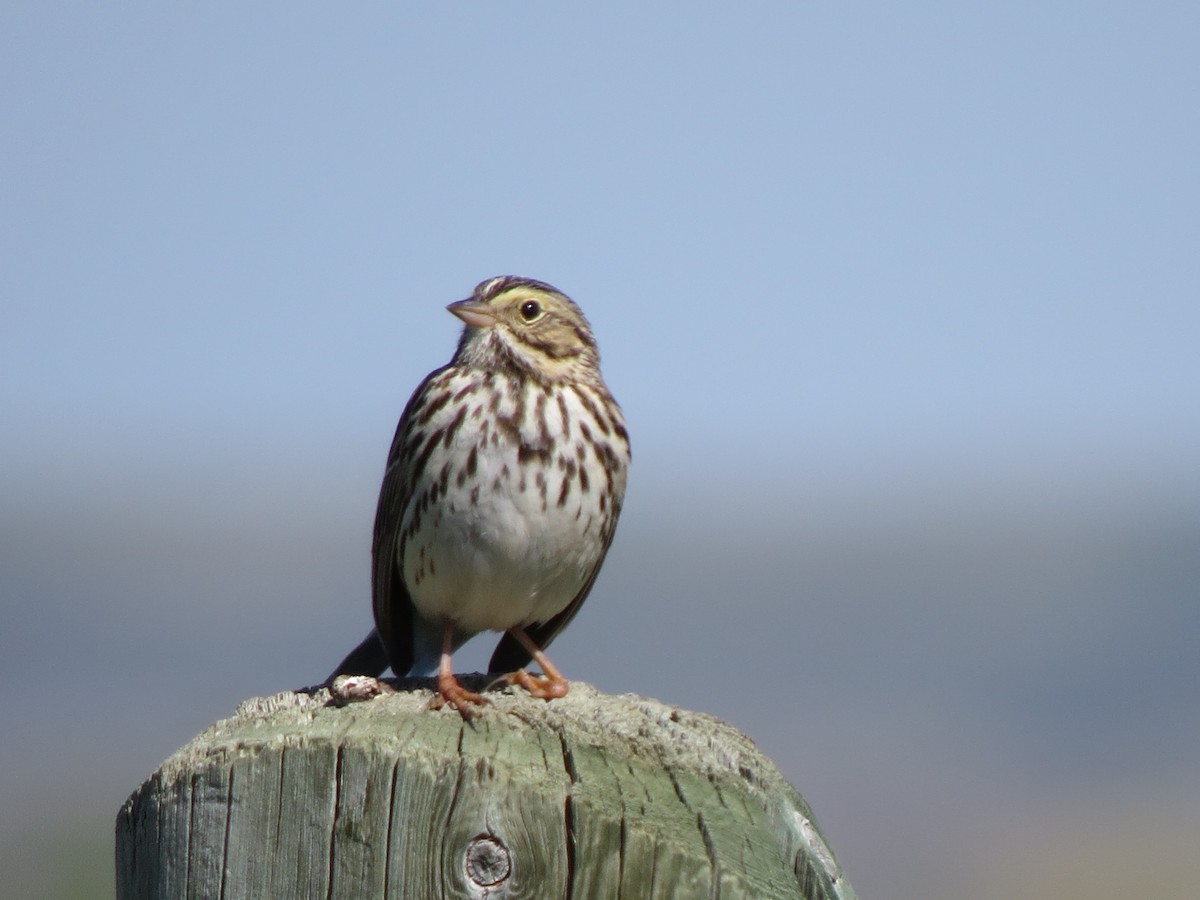 Savannah Sparrow - ML58331741