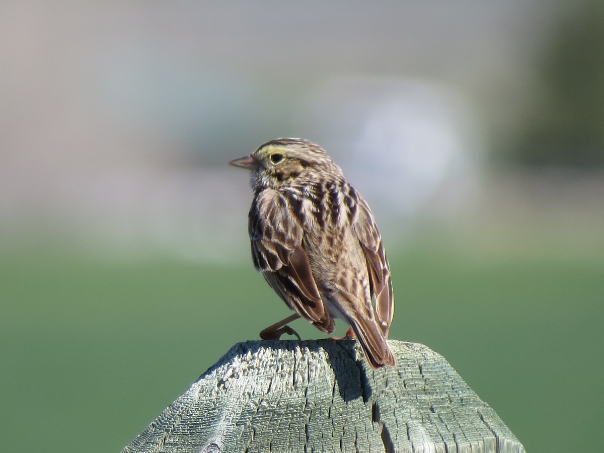 Savannah Sparrow - ML58331781